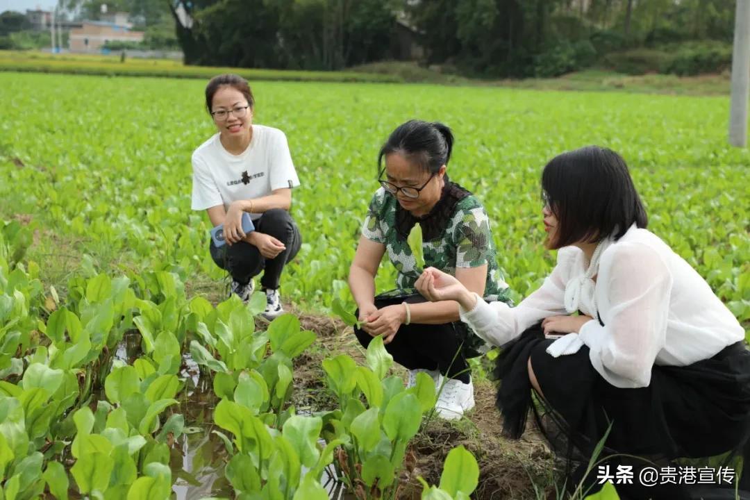 四川泽泻最新价格，四川泽泻现价行情